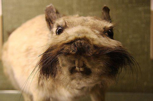 Imagen: Bad Taxidermy